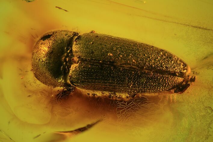 Fossil Beetle (Coleoptera) In Baltic Amber #69304
